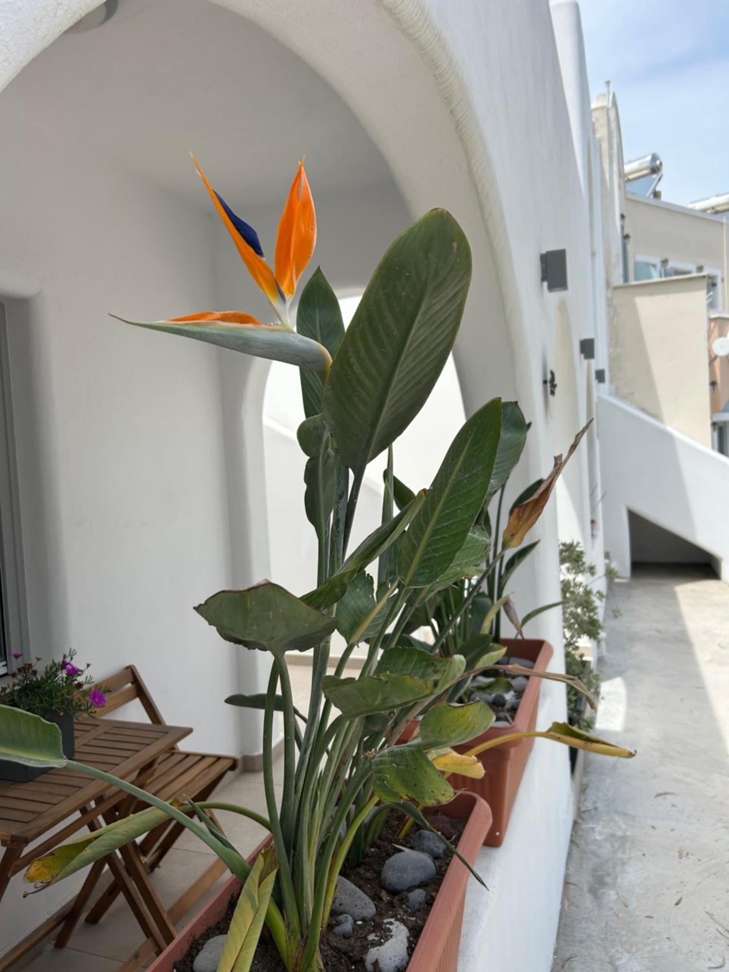 To Spitaki Sas, In Santorini! Διαμέρισμα Μεσαριά Εξωτερικό φωτογραφία
